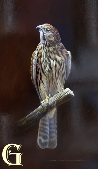 WAYNE WESTWOOD, original oil painting, SPARROWHAWK